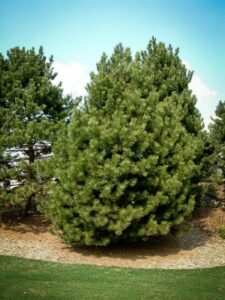 Сосна Чёрная (Pinus Nigra) купить по цене от 270.00р. в интернет-магазине «Посадика» с доставкой почтой в в Железнодорожныйе и по всей России – [изображение №1].