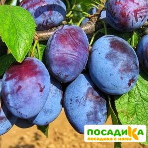 Слива Чачакская ранняя купить по цене от 229.00р. в интернет-магазине «Посадика» с доставкой почтой в в Железнодорожныйе и по всей России – [изображение №1].