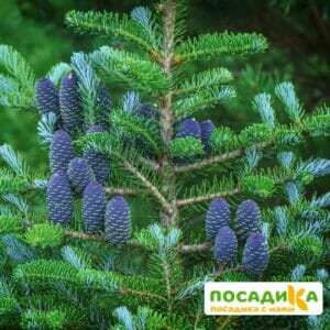 Пихта корейская (Abies koreana) купить по цене от 450.00р. в интернет-магазине «Посадика» с доставкой почтой в в Железнодорожныйе и по всей России – [изображение №1].