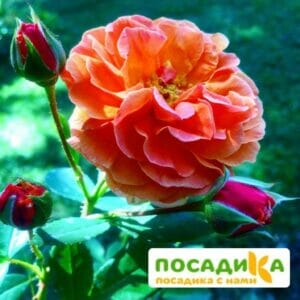 Роза Арабия купить по цене от 350.00р. в интернет-магазине «Посадика» с доставкой почтой в в Железнодорожныйе и по всей России – [изображение №1].