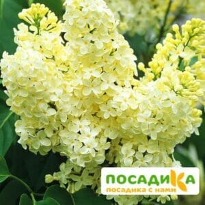 Сирень Примроуз (Primrose) купить по цене от 529.00р. в интернет-магазине «Посадика» с доставкой почтой в в Железнодорожныйе и по всей России – [изображение №1].