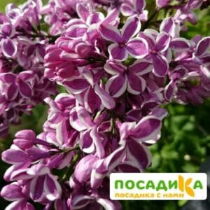 Сирень Сенсация купить по цене от 529.00р. в интернет-магазине «Посадика» с доставкой почтой в в Железнодорожныйе и по всей России – [изображение №1].