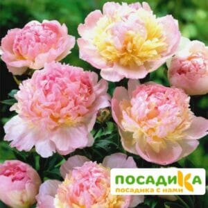 Пион Распберри Сандей (Paeonia Raspberry Sundae) купить по цене от 959р. в интернет-магазине «Посадика» с доставкой почтой в в Железнодорожныйе и по всей России – [изображение №1].