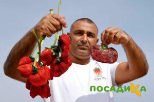 Клубника Гигант Джорнея купить по цене от 266р. в интернет-магазине «Посадика» с доставкой почтой в в Железнодорожныйе и по всей России – [изображение №1].