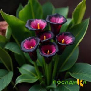 Калла Аура Лейс купить по цене от 400р. в интернет-магазине «Посадика» с доставкой почтой в в Железнодорожныйе и по всей России – [изображение №1].