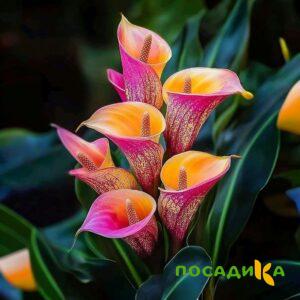 Калла Оникс купить по цене от 450р. в интернет-магазине «Посадика» с доставкой почтой в в Железнодорожныйе и по всей России – [изображение №1].