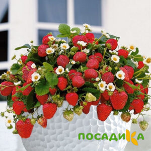 Клубника Рубиновый Шепот (горшечная) купить по цене от 240р. в интернет-магазине «Посадика» с доставкой почтой в в Железнодорожныйе и по всей России – [изображение №1].