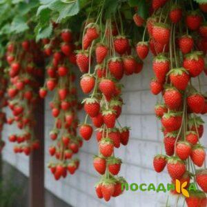 Клубника вьющаяся Комплимент купить по цене от 470р. в интернет-магазине «Посадика» с доставкой почтой в в Железнодорожныйе и по всей России – [изображение №1].