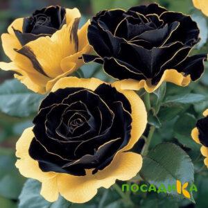 Роза Ханни Сикл купить по цене от 700р. в интернет-магазине «Посадика» с доставкой почтой в в Железнодорожныйе и по всей России – [изображение №1].