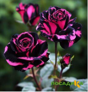 Роза Багровый Шепот купить по цене от 366р. в интернет-магазине «Посадика» с доставкой почтой в в Железнодорожныйе и по всей России – [изображение №1].