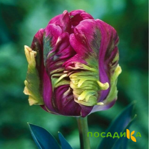 Тюльпан Экзотик Хэвен купить по цене от 186р. в интернет-магазине «Посадика» с доставкой почтой в в Железнодорожныйе и по всей России – [изображение №1].